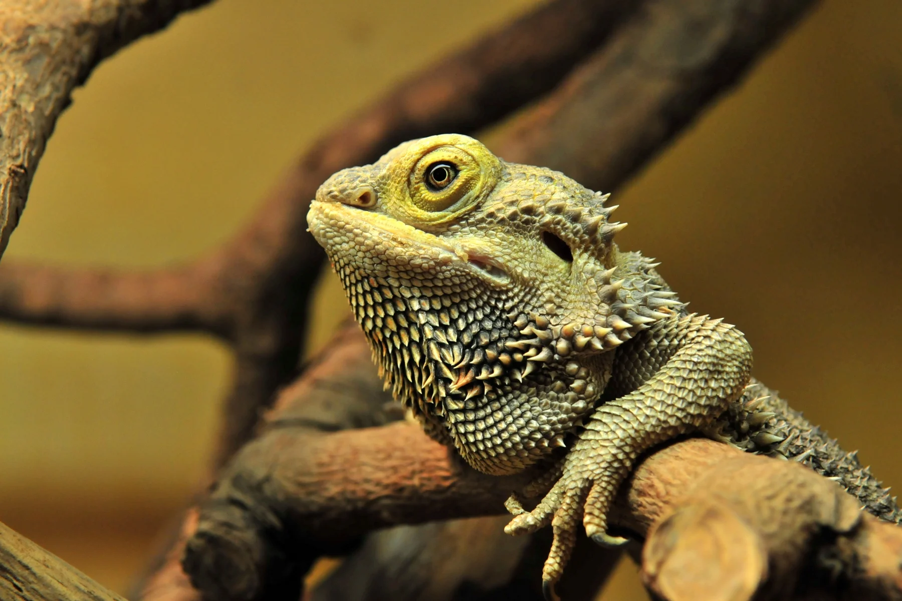 Agama brodata (Pogona vitticeps) 
