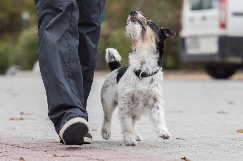Chodzenie przy nodze — jedno z ćwiczeń w obedience