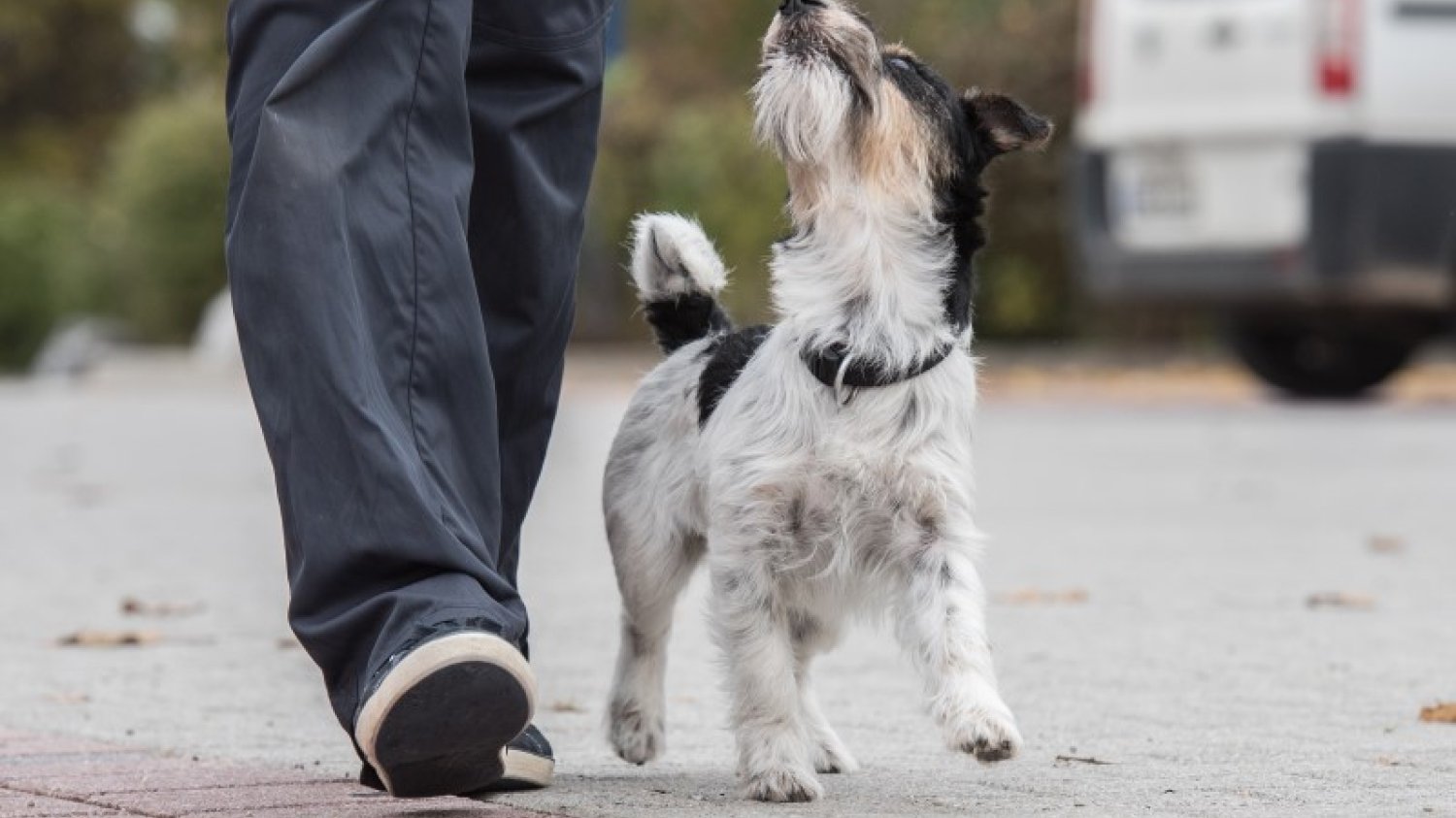 Chodzenie przy nodze — jedno z ćwiczeń w obedience