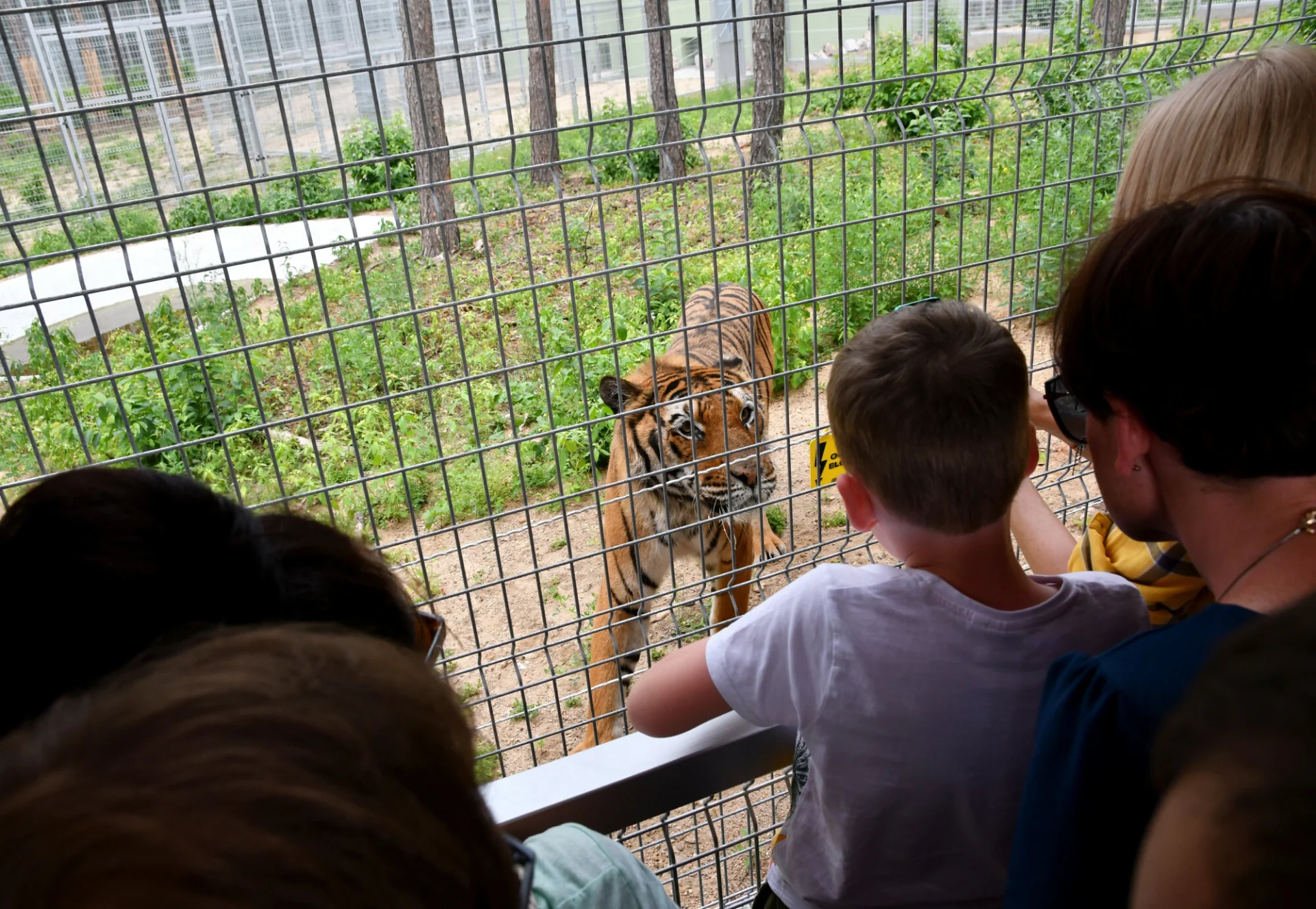 Tygrys z poznańskiego zoo