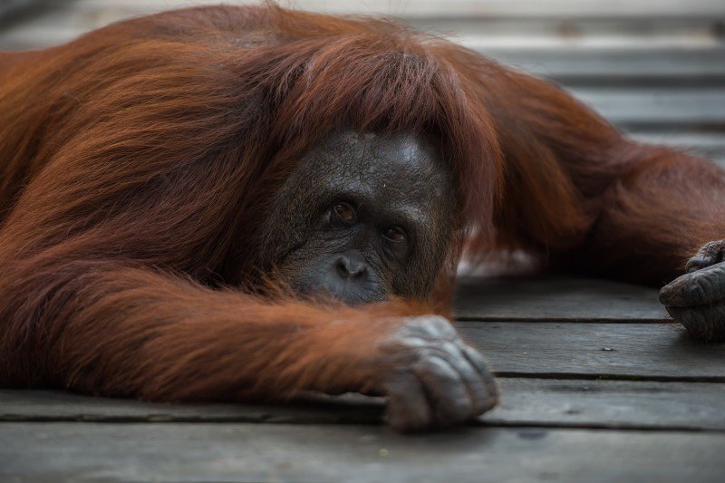 Orangutany są skrajnie zagrożone wyginięciem