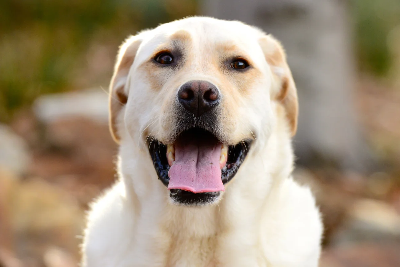 Labrador Retriever Labrador Retriever w bliskim kadrze