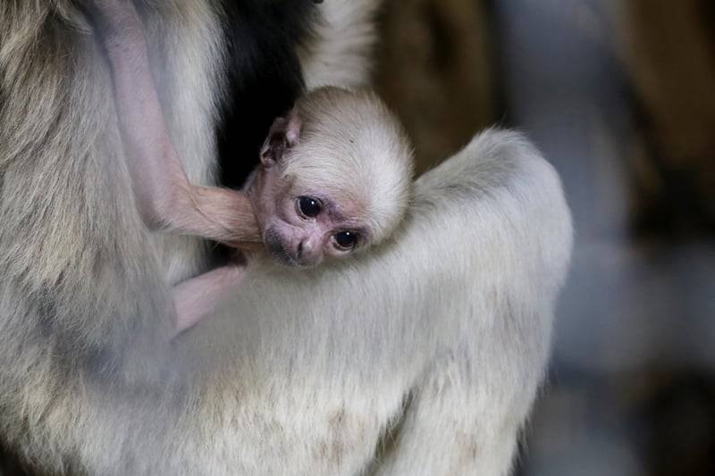 Narodziny gibbona czapnika w Płockim ZOO!