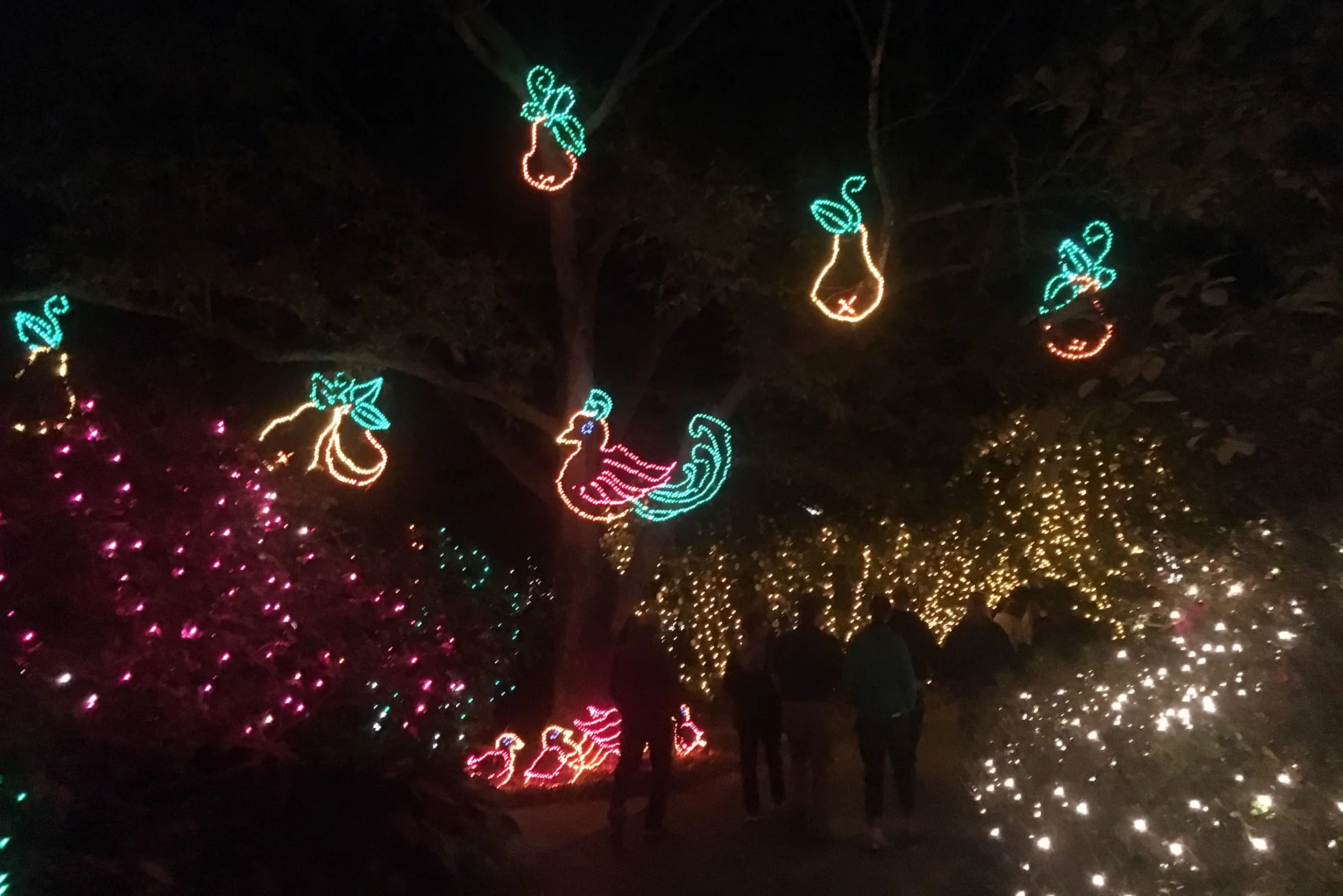 Iluminacje świetle z kuropatwą Iluminacje świetle z kuropatwą