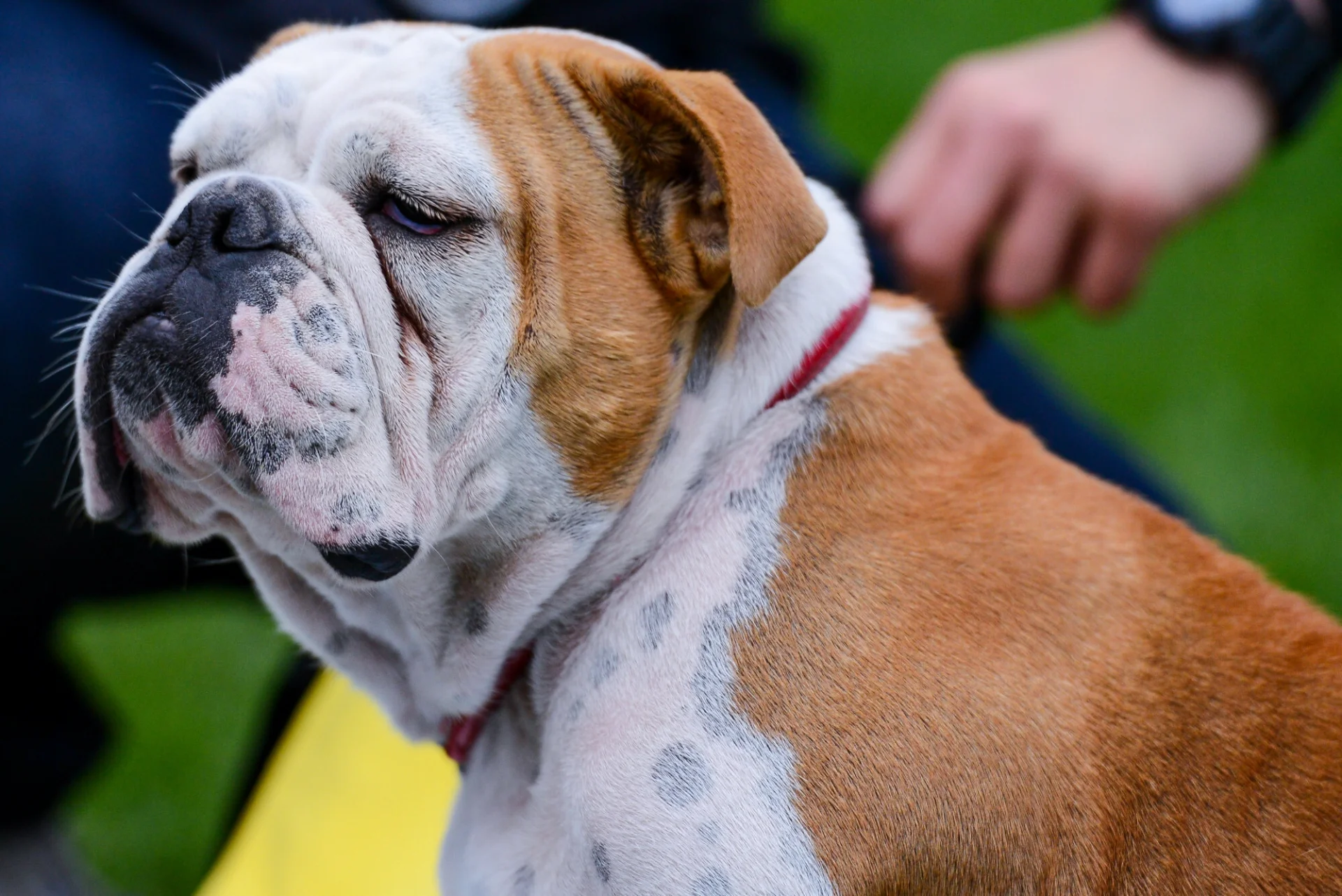 Buldog angielski.