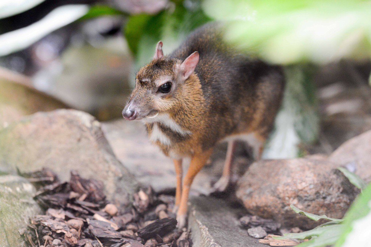 Kanczyl srenbrnogrzbiety, czyli myszojeleń
