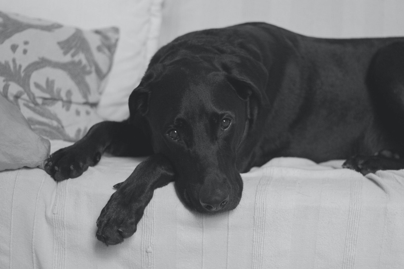 Behawiorystka Aneta Awtoniuk o problemie faszerowania psów psychotropami. "Pandemia bardzo zaostrzyła ten proceder"