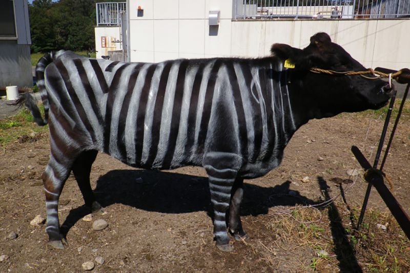 Krowozebra czy zebrokrowa? Oto jest pytanie