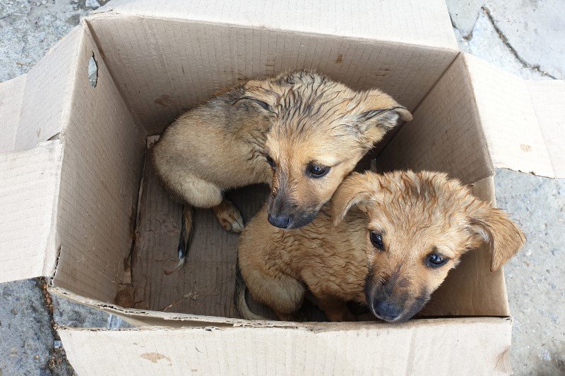 Bezdomne szczenięta to realny problem