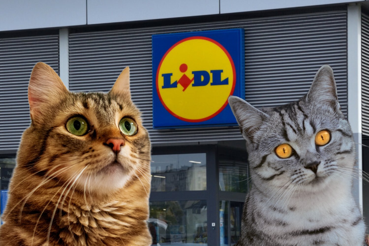 Promocje w Lidlu na Dzień Kota Dwa koty na tle Lidla
