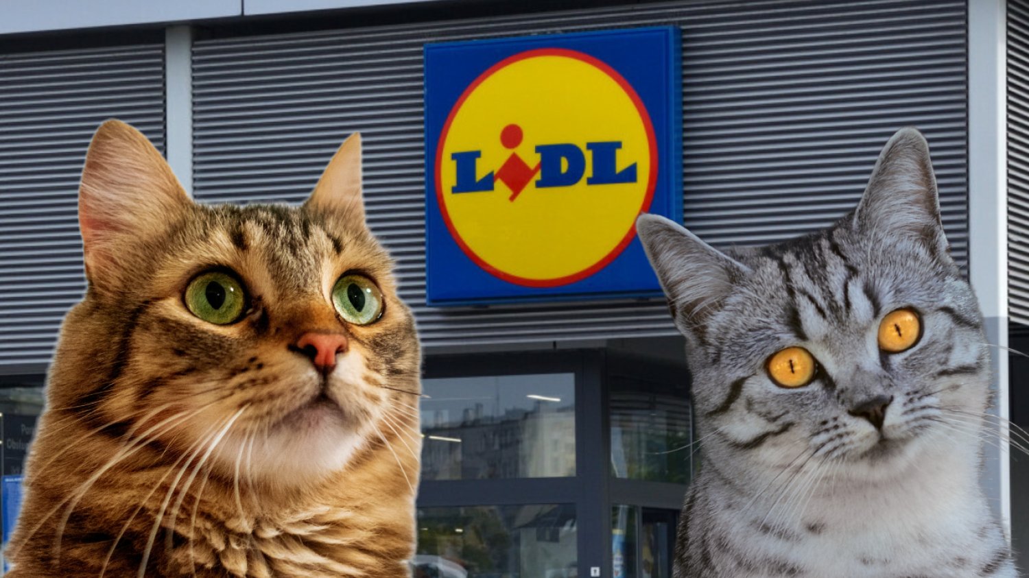 Promocje w Lidlu na Dzień Kota Dwa koty na tle Lidla