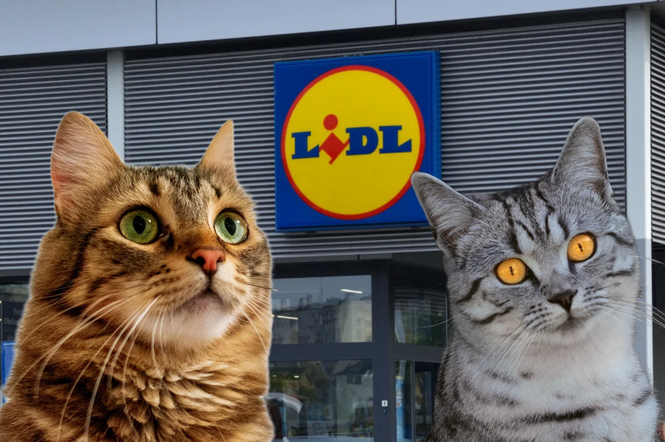 Promocje w Lidlu na Dzień Kota Dwa koty na tle Lidla