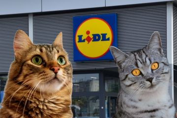Promocje w Lidlu na Dzień Kota Dwa koty na tle Lidla