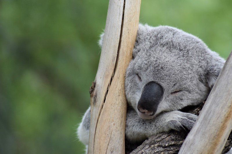 Miś koala - jedno z najpiękniejszych zwierząt na świecie