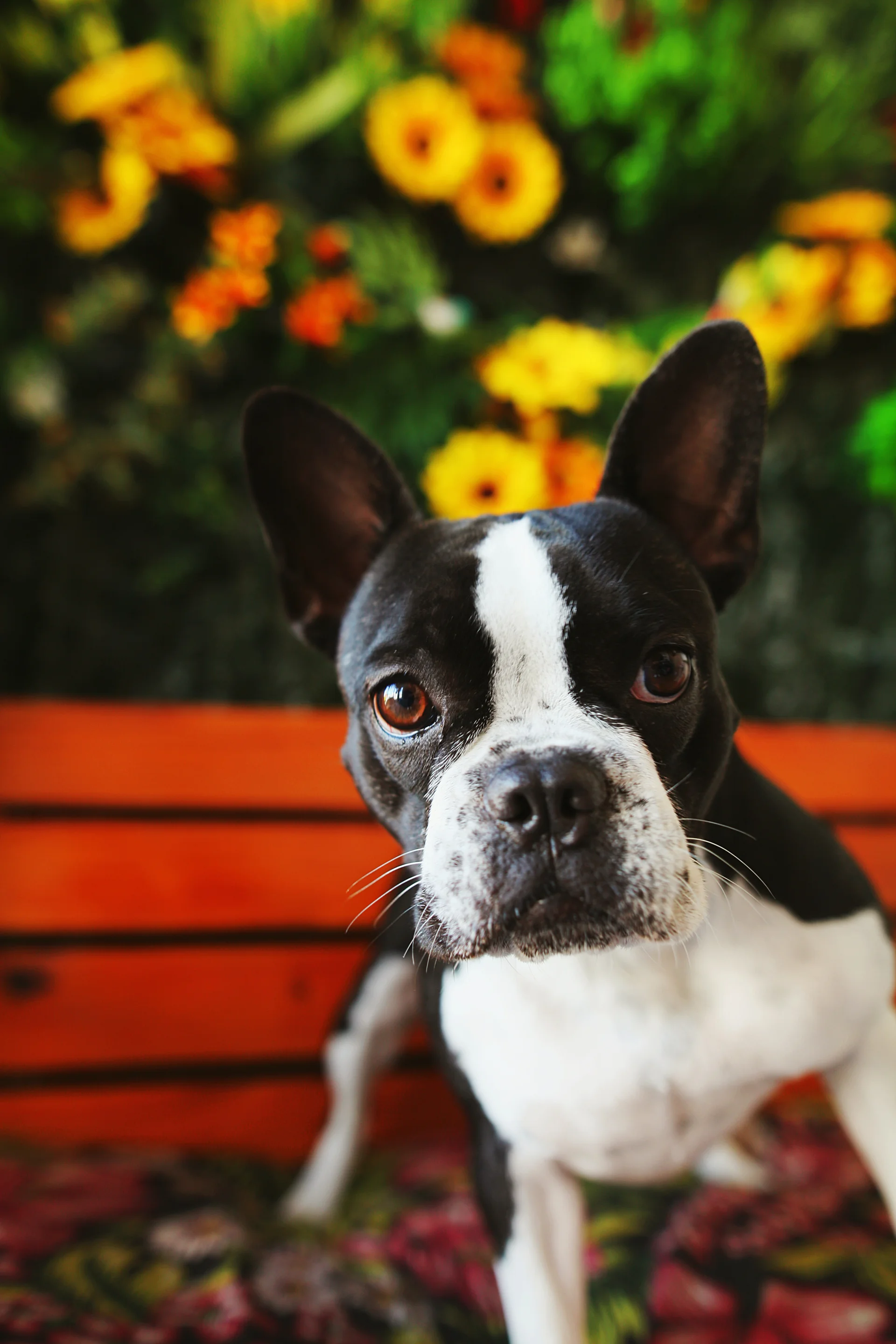 Boston Terrier