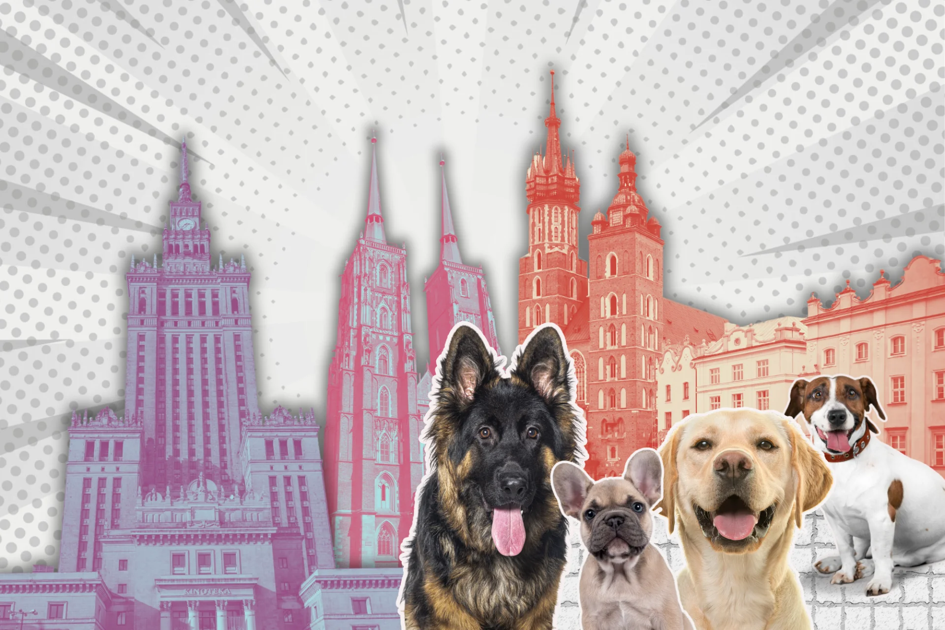 Ceny hoteli dla psów w Polsce Kolaż: psy, Warszawa, Wrocław, Kraków