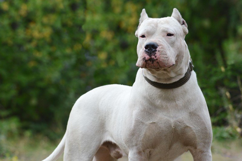Dog argentyński - pies, na którego trzeba mieć w Polsce zezwolenie