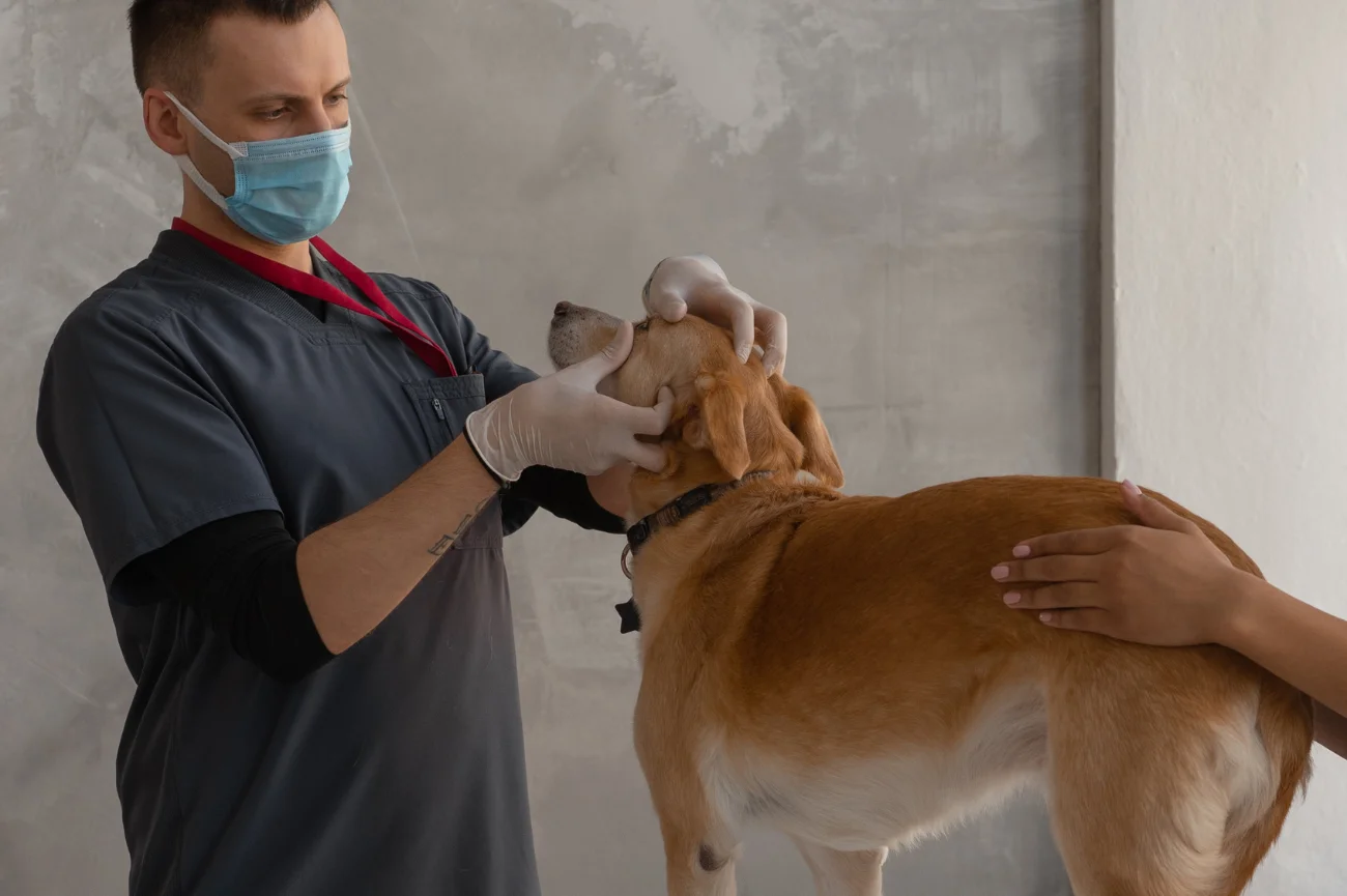 Badania krwi u psa są kluczowe zarówno w diagnostyce objawów chorobowych, jak i w profilaktyce zdrowotnej Pies na badaniach u weterynarza