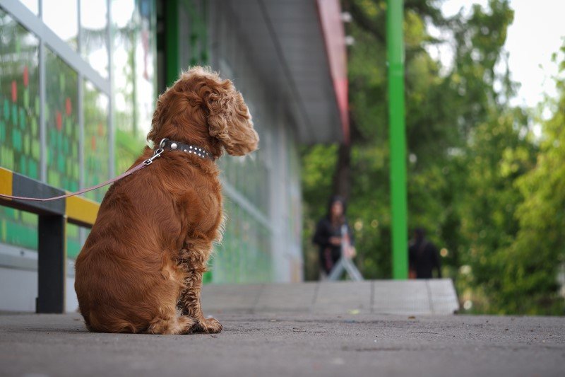 Pies pozostawiony pod sklepem to częsty widok