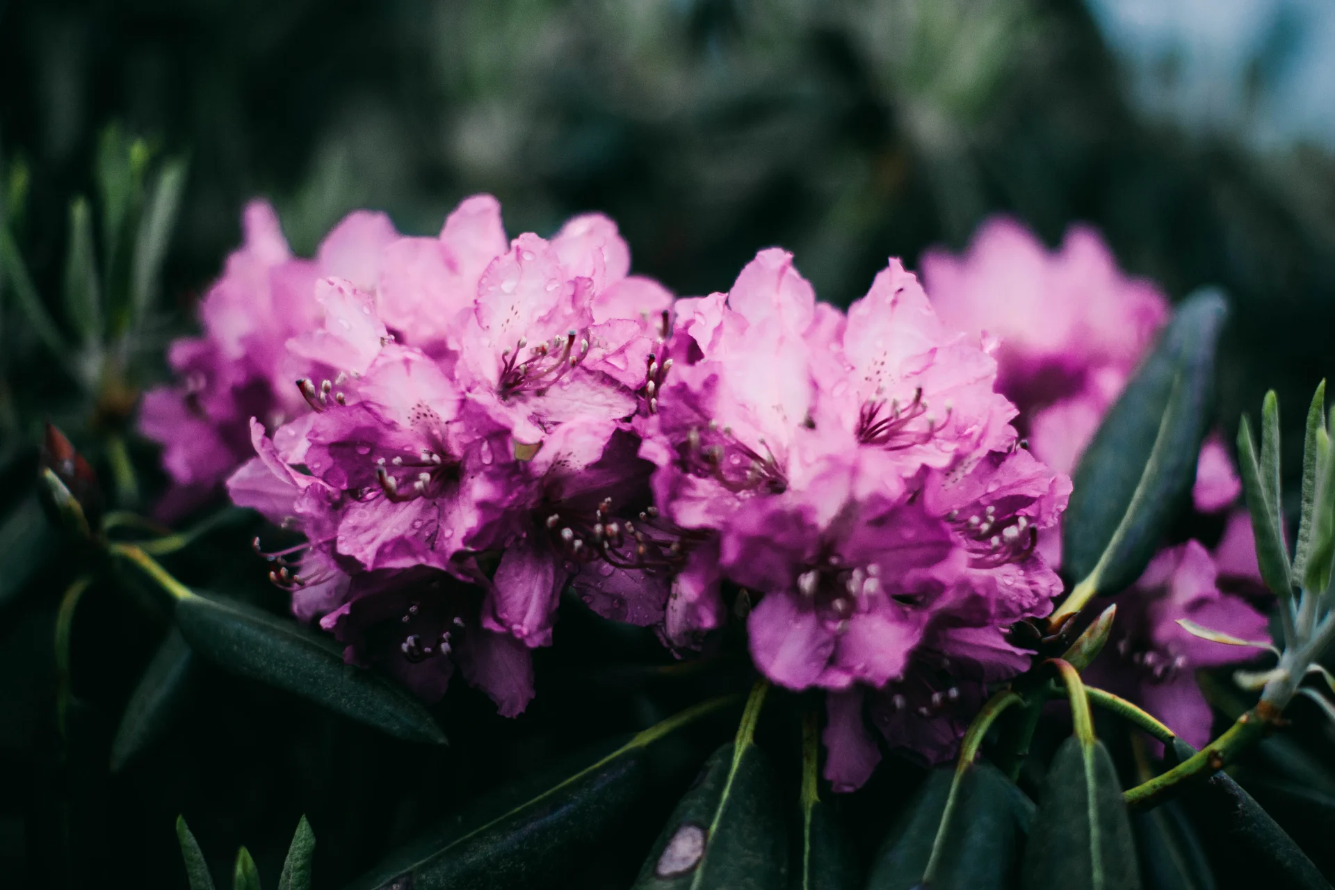 Rododendron