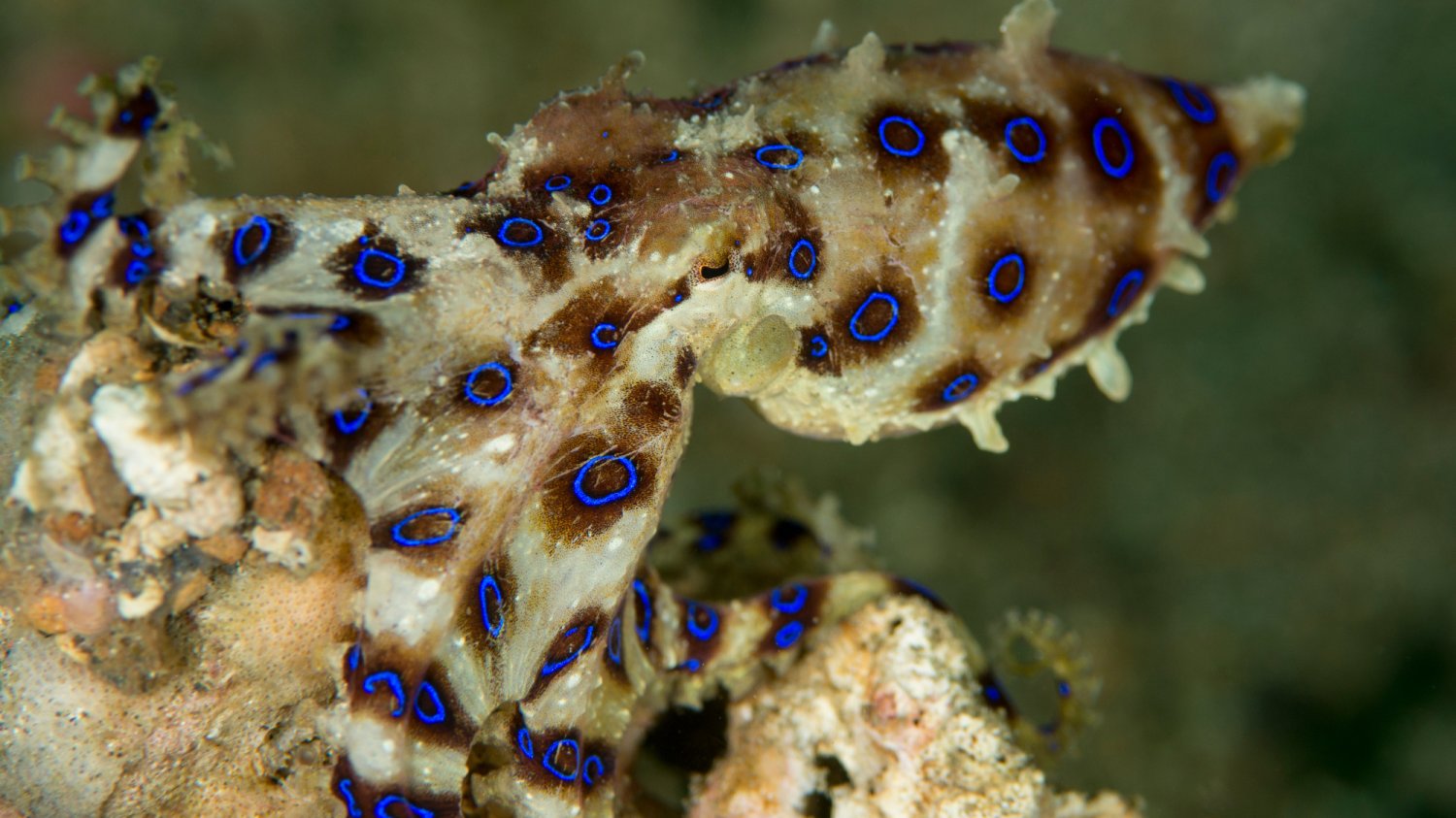 Ośmiornica Hapalochlaena fasciata
