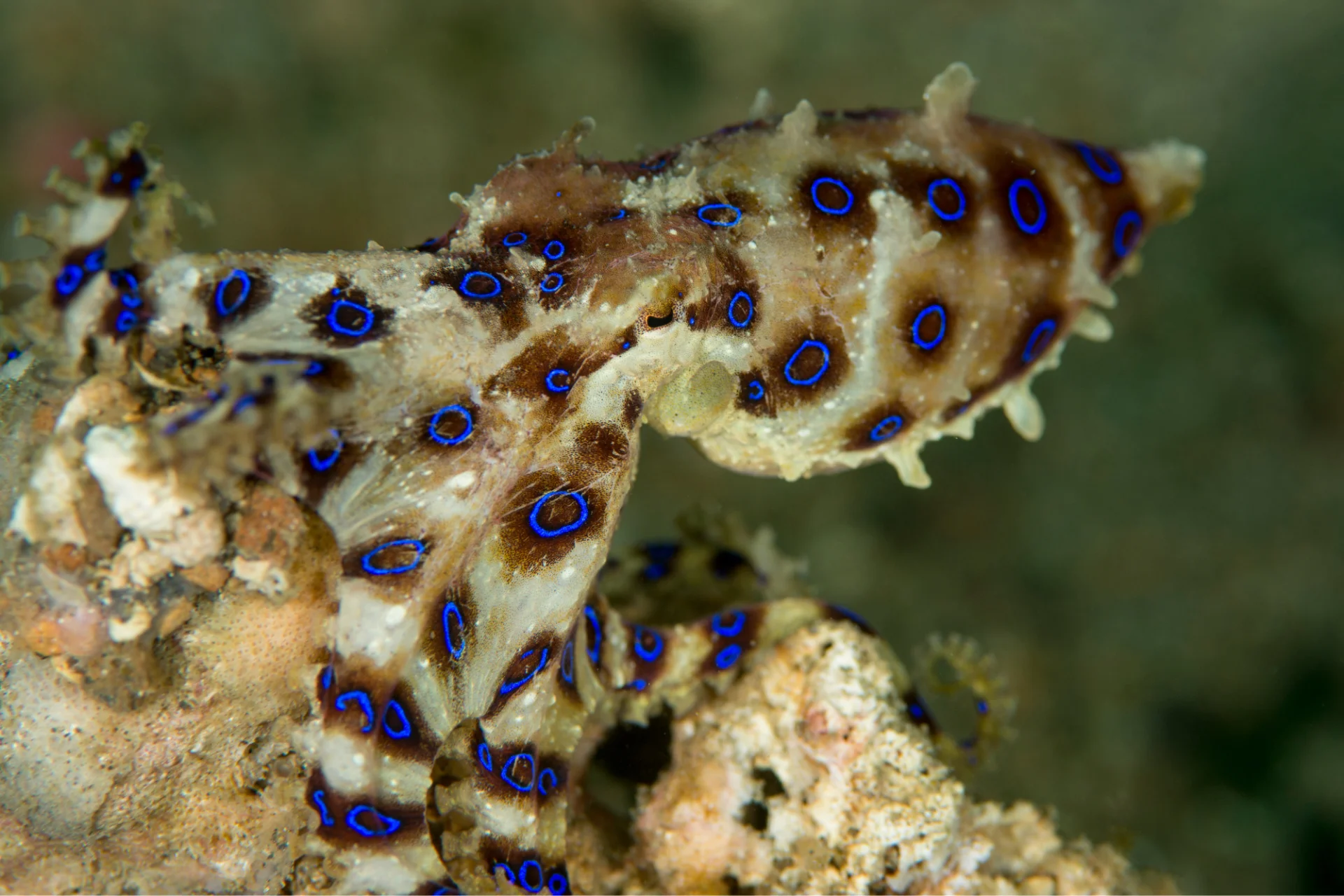 Ośmiornica Hapalochlaena fasciata