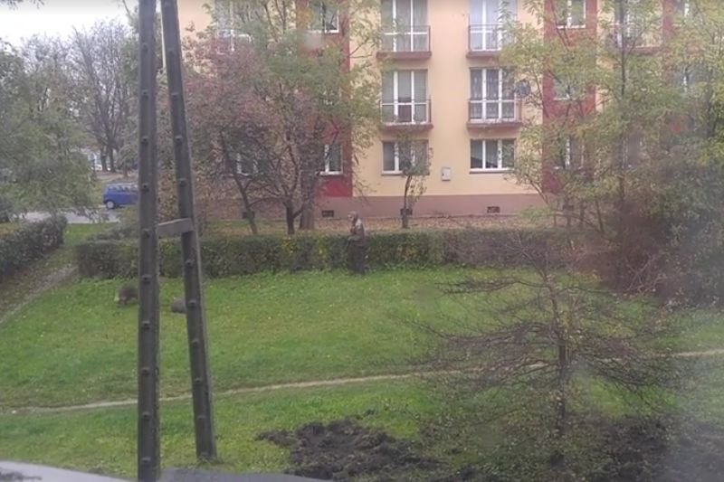 Sceny z jednego z osiedli mieszkaniowych w Jaworznie mrożą krew w żyłach.