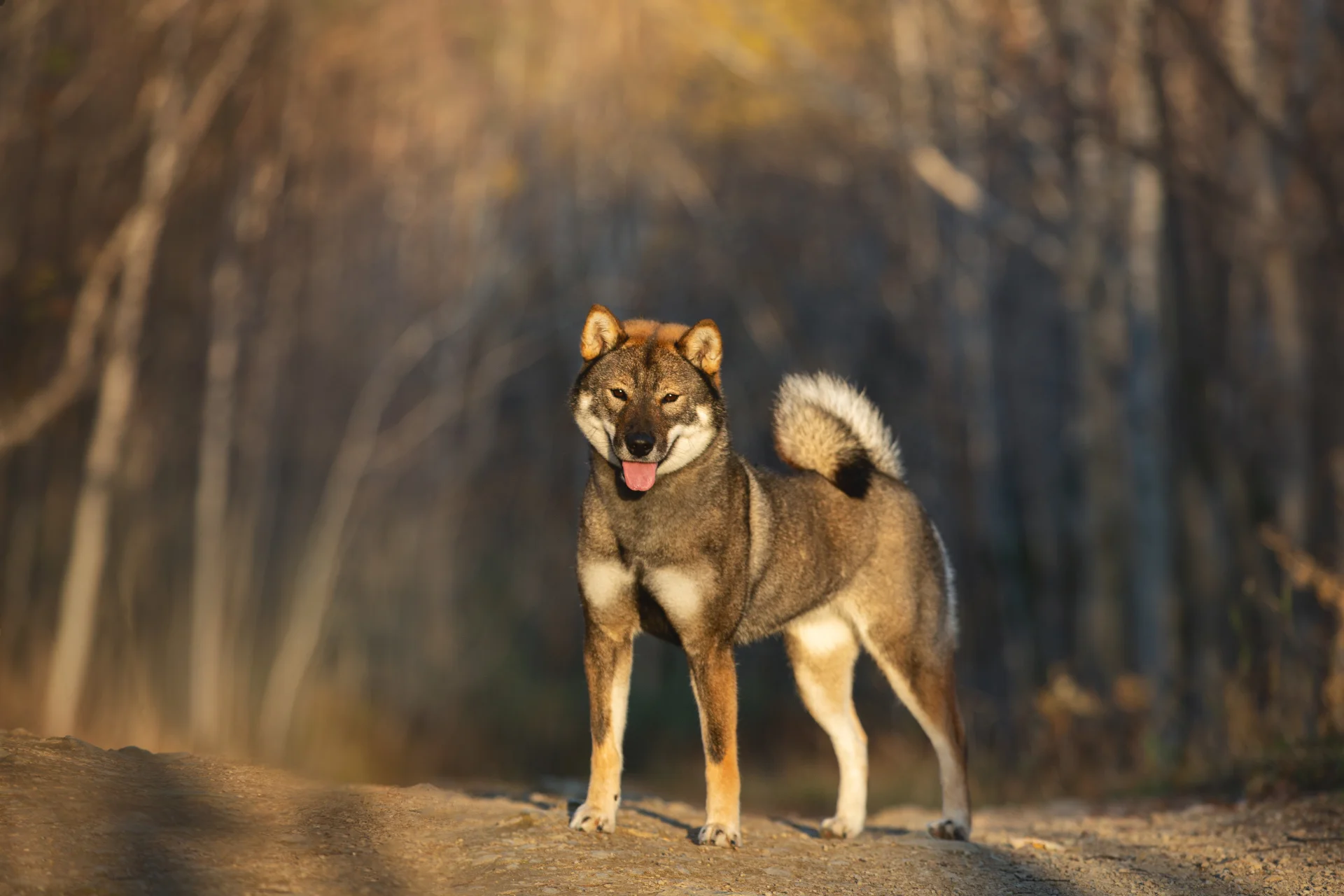 Shikoku