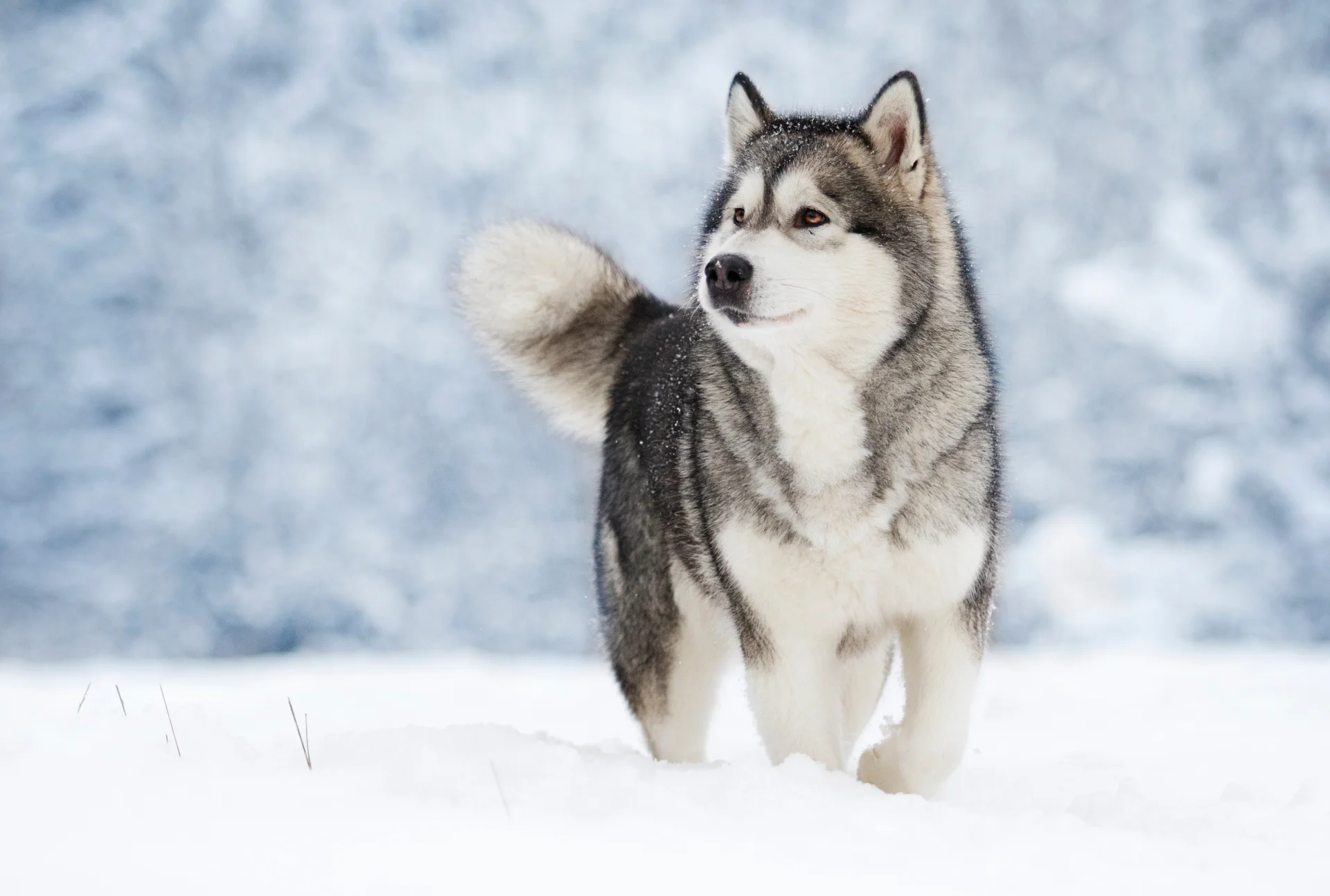 Alaskan Malamut