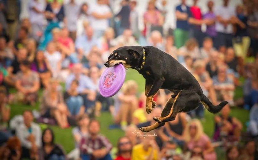 Kundelek Laki - nieżyjący już mistrz Polski w dogfrisbee