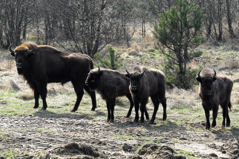Minister Szyszko planuje odstrzał 40 żubrów.