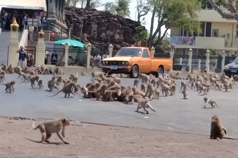 Małpy stały się bardzo agresywne.