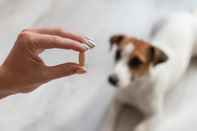 Odrobaczanie psów jest bardzo ważne