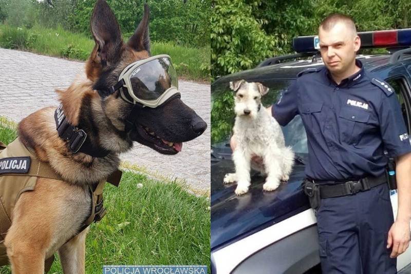 W policji służą zarówno wielkie owczarki, jak i malutkie foksteriery