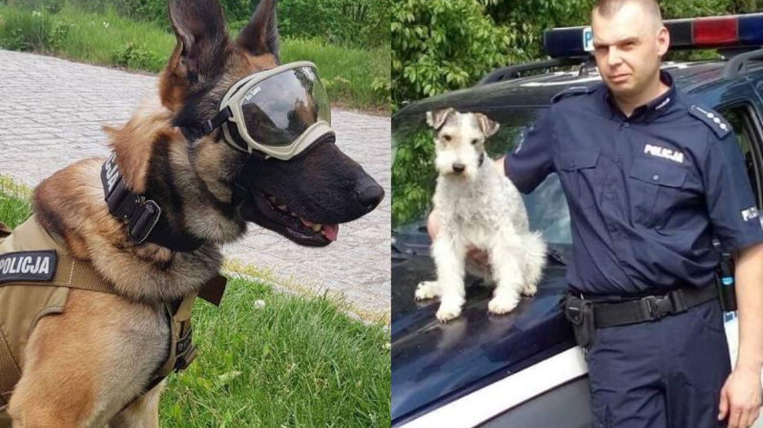 W policji służą zarówno wielkie owczarki, jak i malutkie foksteriery