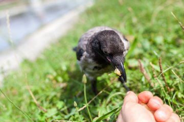 Porwania podlotów nie są w Polsce rzadkie