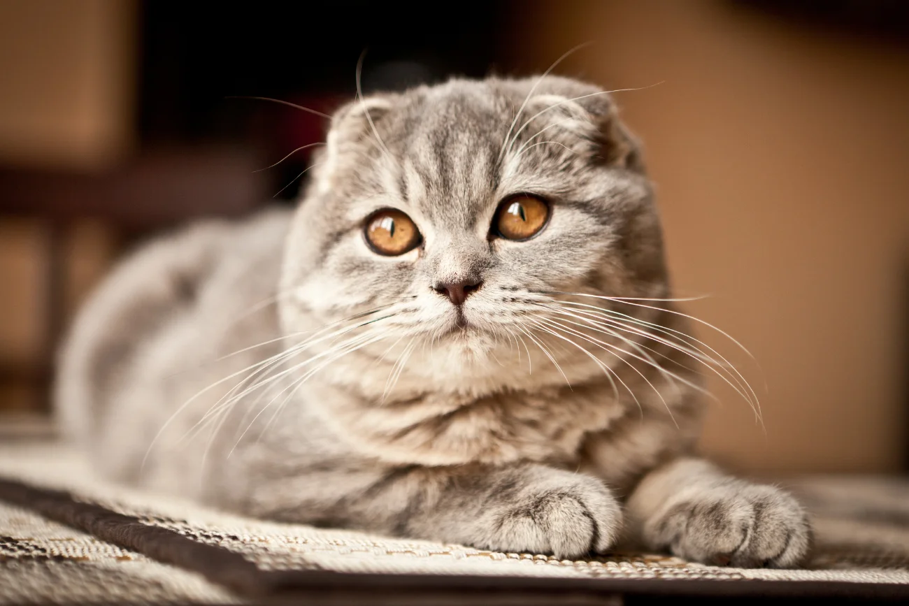 Najbardziej towarzyskie rasy kotów Scottish Fold
