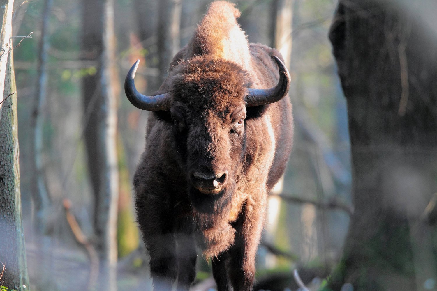 Żubr w Puszczy Białowieskiej