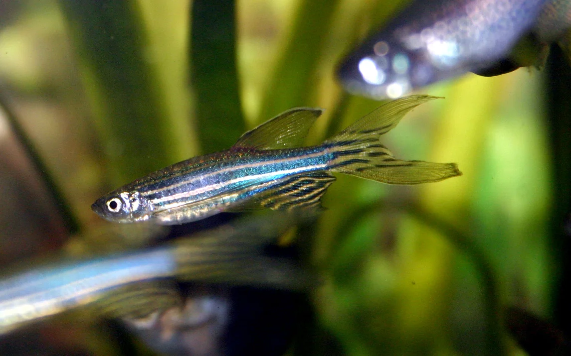 Danio pręgowany Danio pręgowany