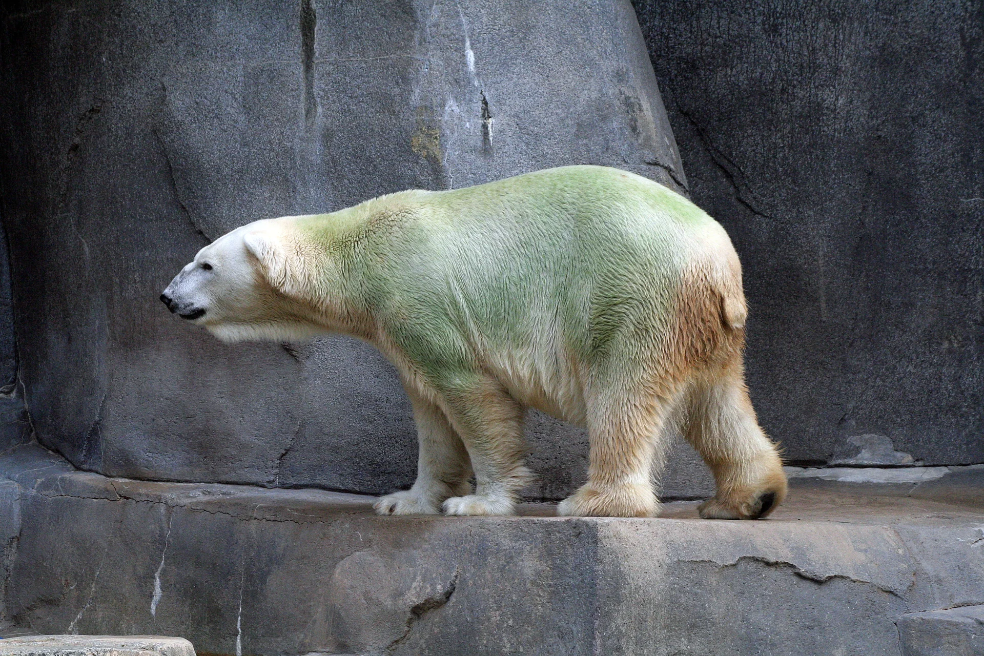 Zielony niedźwiedź polarny