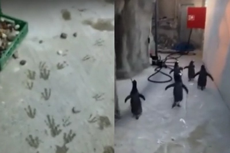 Pingwiny z Madagaskaru próbowały uciec z zoo.