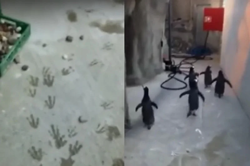 Pingwiny z Madagaskaru próbowały uciec z zoo.