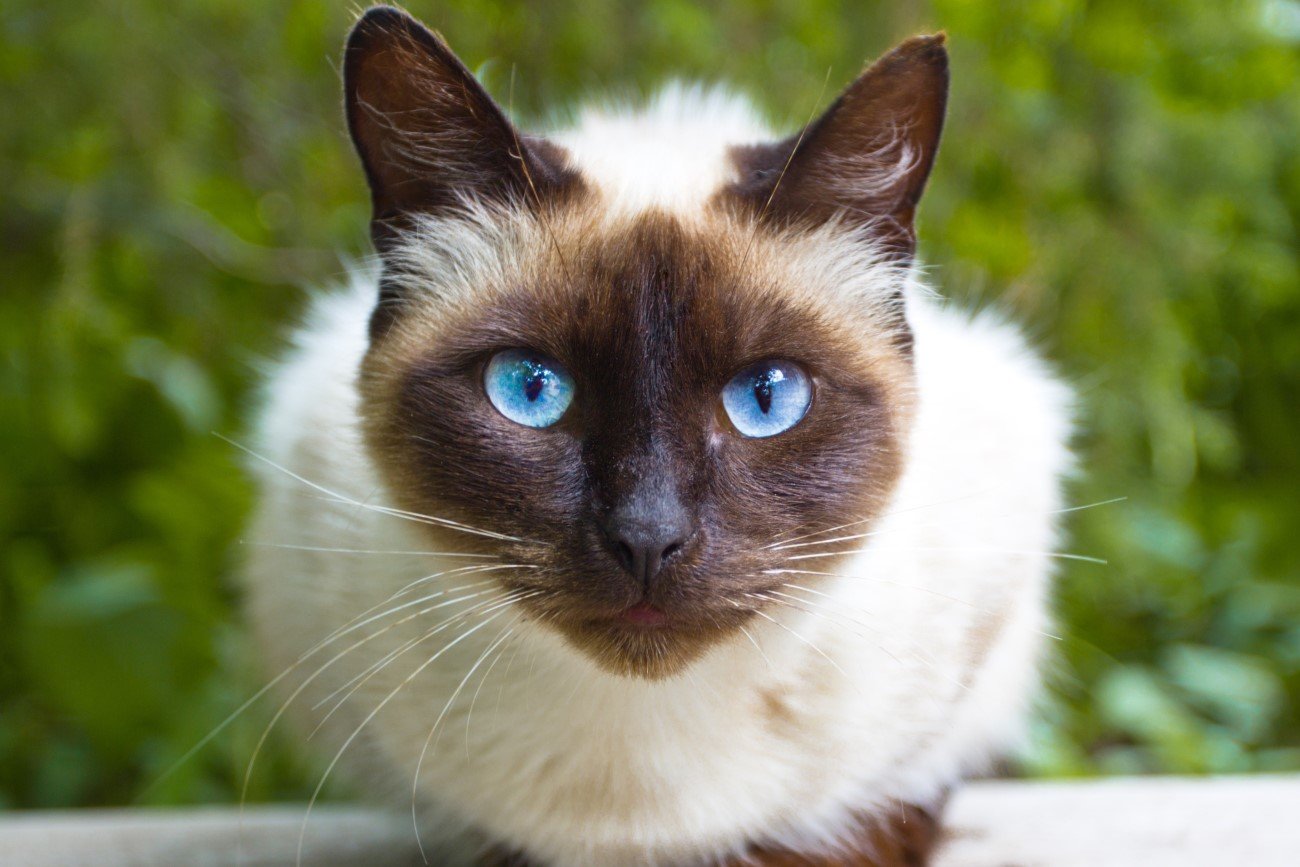 Koty z niebieskimi oczami Koty z niebieskimi oczami