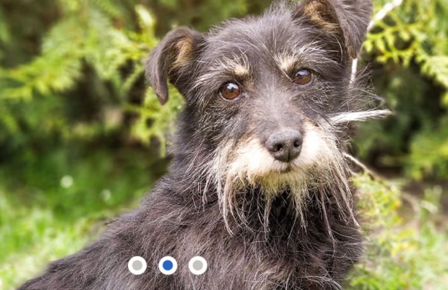 OLX po raz kolejny uruchomił akcję Nakarm Psa. Dwa schroniska, dzięki głosom internautów, otrzymają po 20 kilogramów karmy dla jednego psa. W akcji bierze udział 60 psów.