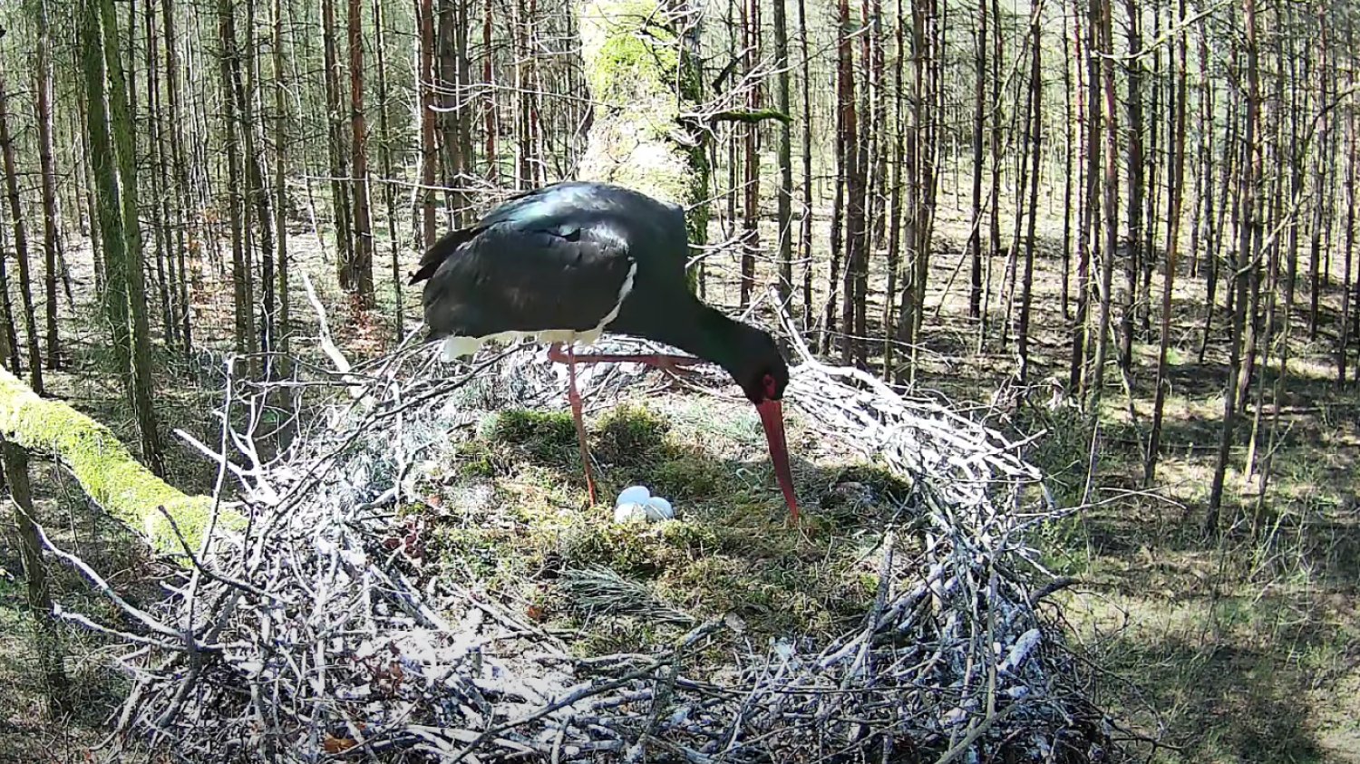 Bociany Czarne Online 2025 / Black Stork Online - transmisja z gniazda bocianów czarnych Bocian czarny w gnieździe