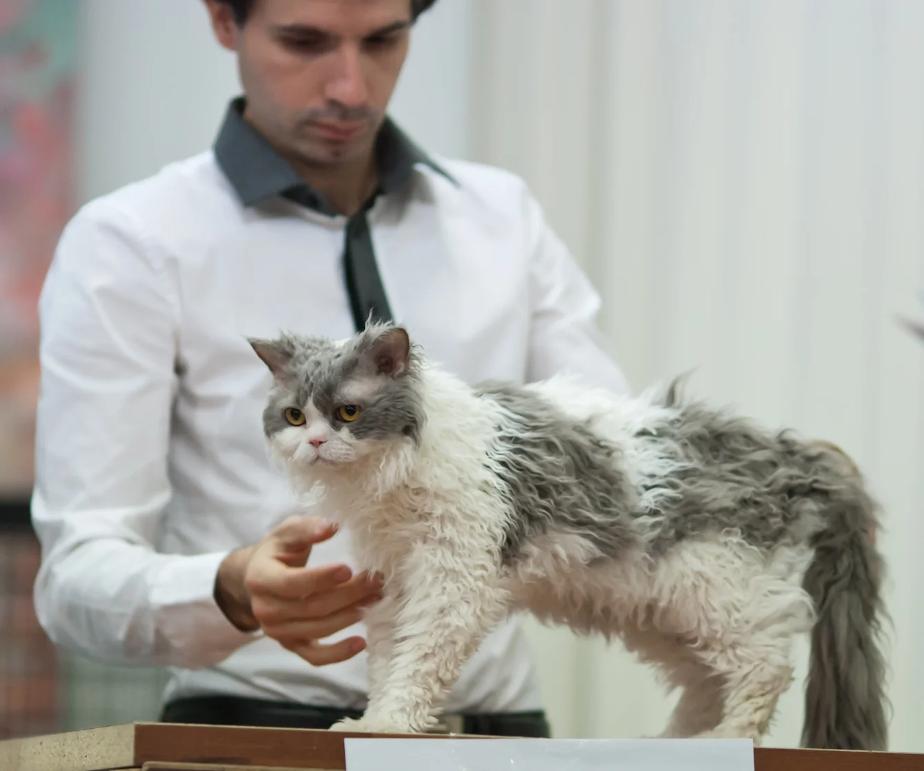 Selkirk rex długowłosy
