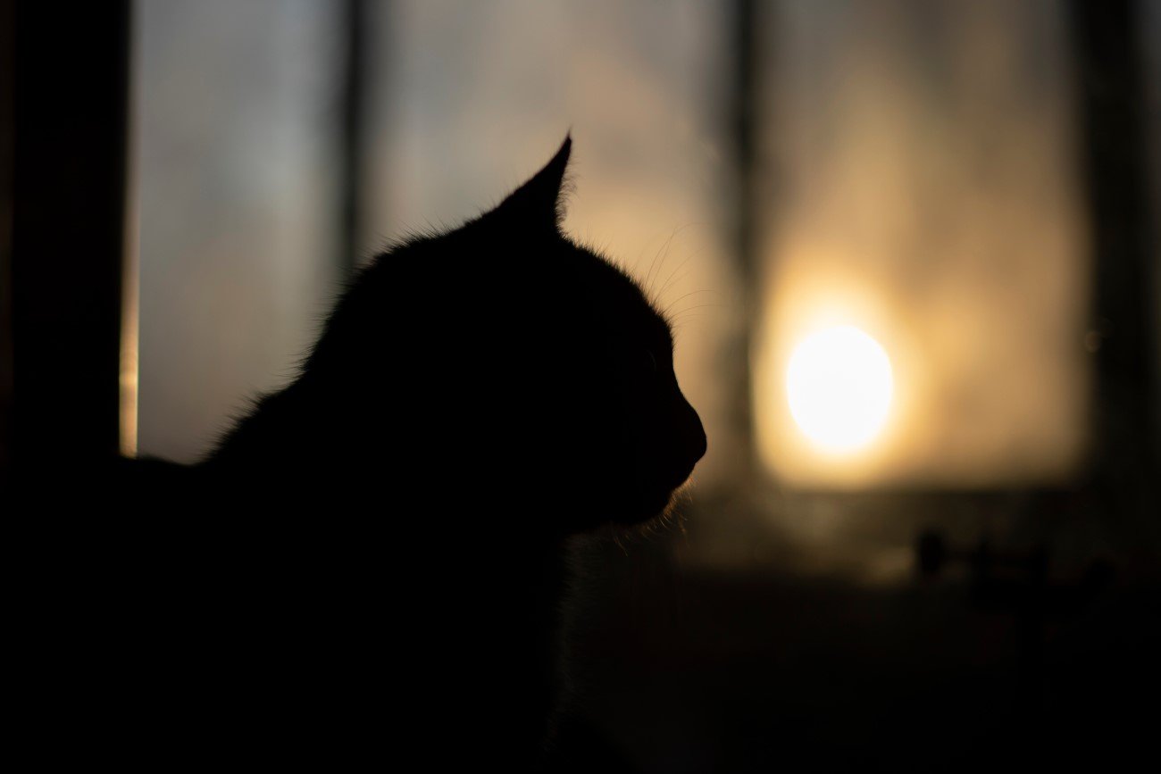 Koty przed śmiercią zachowują się trochę inaczej