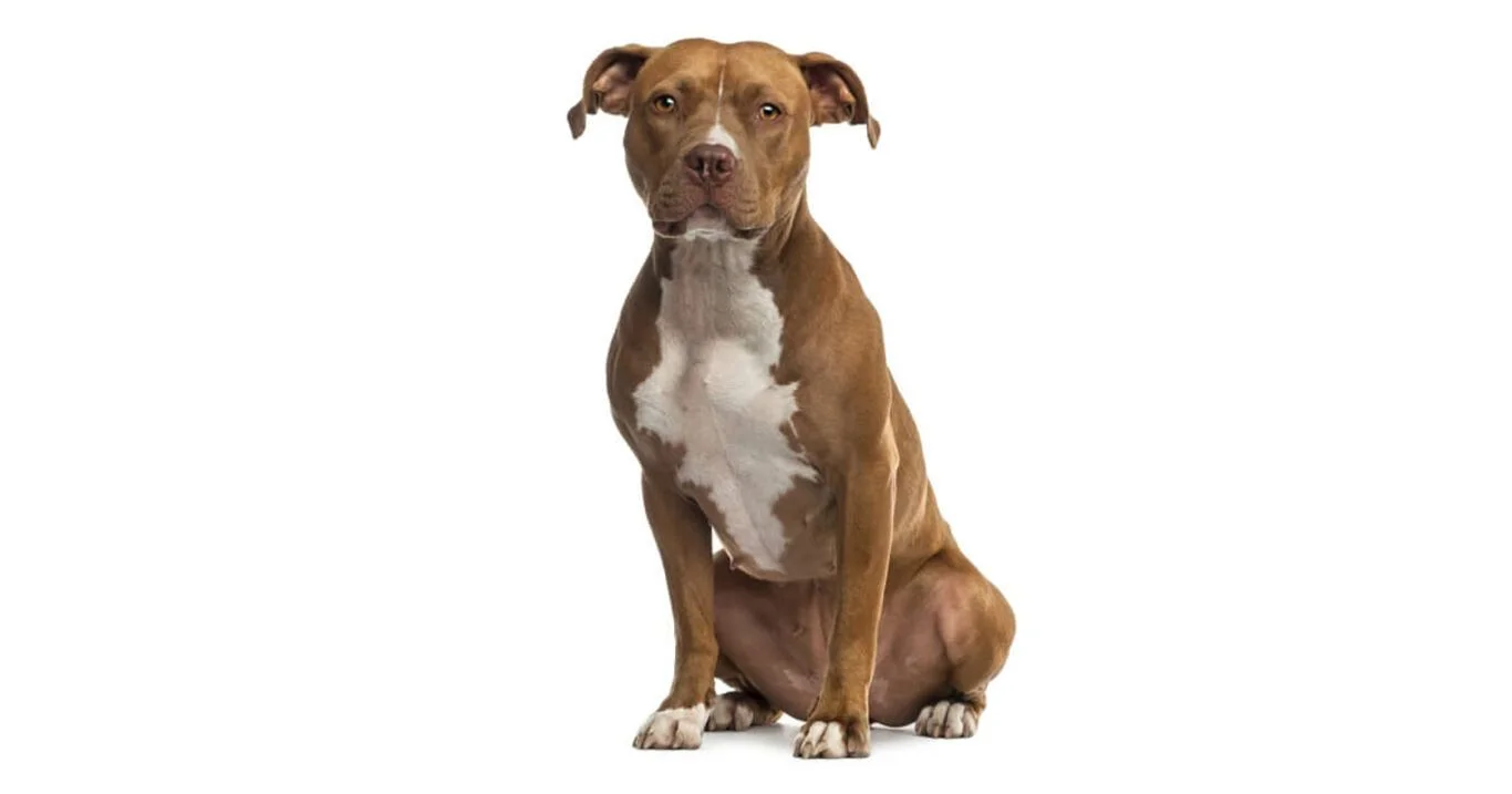 Najpopularniejsze rasy psów w Polsce: Amstaff to nr 4 w rankingu na 2020 rok.