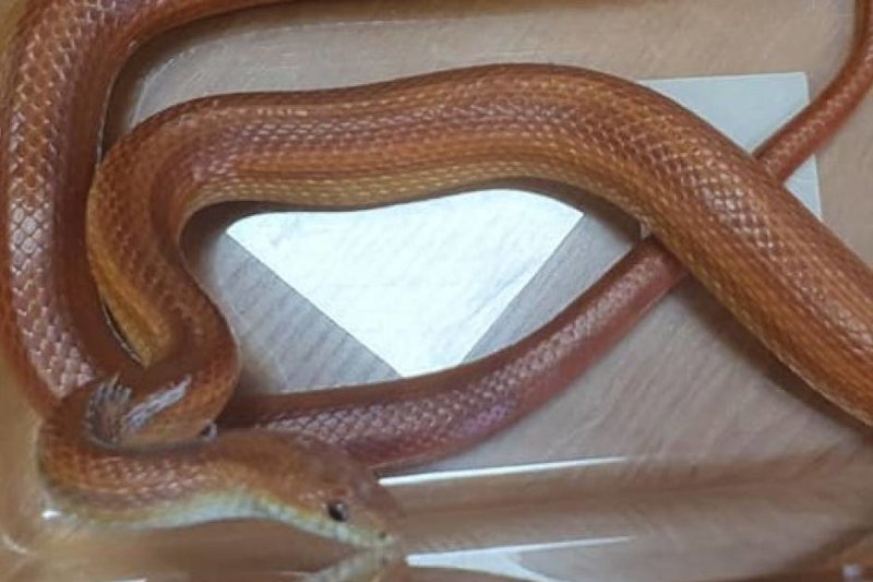 Legnica. Wąż owinął się wokół dezodorantu.