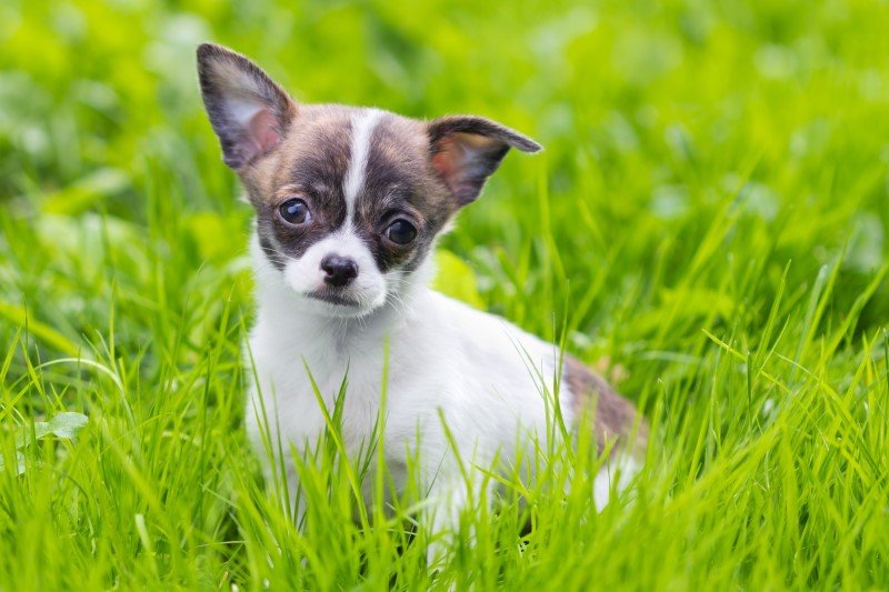 Szczeniaki chihuahua mają szanse na długie dwudziestoletnie życie